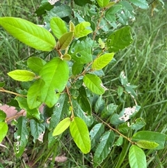 Alphitonia excelsa at Mount George, NSW - suppressed