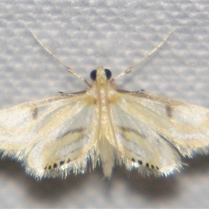 Unverified Pyralid or Snout Moth (Pyralidae & Crambidae) at Wooroonooran, QLD - 23 Oct 2008 by PJH123