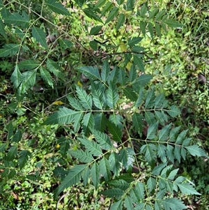 Melia azedarach at Mount George, NSW - suppressed