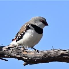 Stagonopleura guttata (Diamond Firetail) at Weetangera, ACT - 4 May 2025 by Thurstan