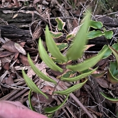Unverified Fern or Clubmoss at Mount George, NSW - 3 May 2025 by JenniferS