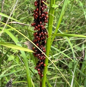 Lomandra longifolia by JenniferS