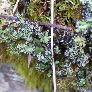Unverified Lichen at Wellington Park, TAS - 2 May 2025 by VanessaC