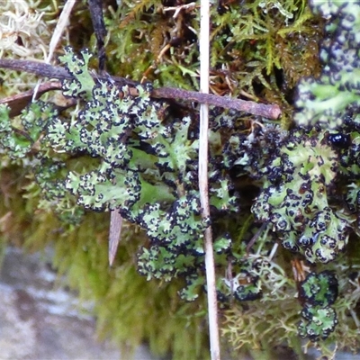 Unverified Lichen at Wellington Park, TAS - 2 May 2025 by VanessaC