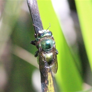 Xylocopa (Lestis) aerata at Mount Kembla, NSW - Today by BackyardHabitatProject
