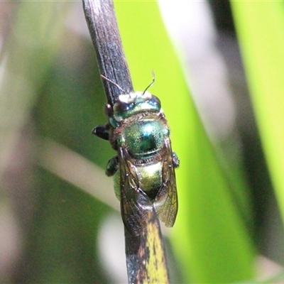 Xylocopa (Lestis) aerata (Golden-Green Carpenter Bee) at Mount Kembla, NSW - 4 May 2025 by BackyardHabitatProject