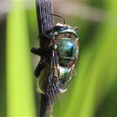 Xylocopa (Lestis) aerata at Mount Kembla, NSW - 4 May 2025 01:15 PM