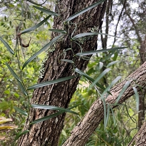 Pothos longipes at Mount George, NSW - suppressed