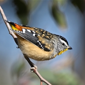 Pardalotus punctatus at Weetangera, ACT - Today by Thurstan