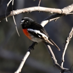 Petroica boodang (Scarlet Robin) at Weetangera, ACT - 4 May 2025 by Thurstan
