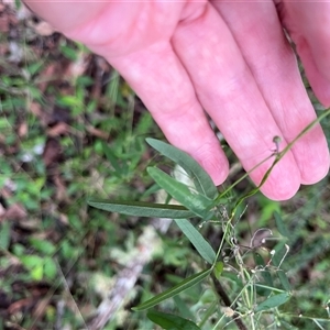 Glycine clandestina at Mount George, NSW - suppressed