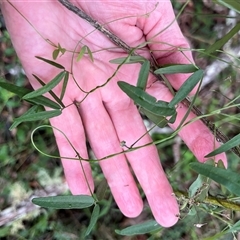 Glycine clandestina at Mount George, NSW - suppressed