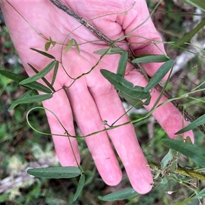 Glycine clandestina at Mount George, NSW - suppressed