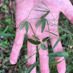Glycine clandestina at Mount George, NSW - suppressed