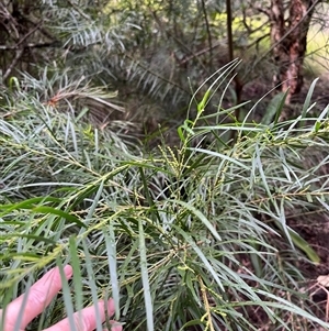 Unverified Wattle by JenniferS