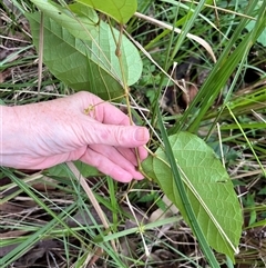 Cissus antarctica at Mount George, NSW - suppressed