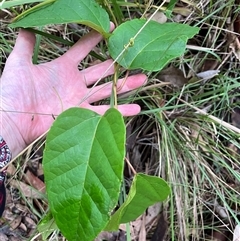 Cissus antarctica at Mount George, NSW - suppressed