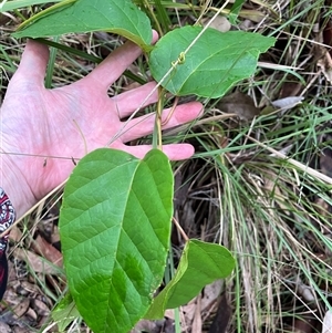Cissus antarctica at Mount George, NSW - suppressed