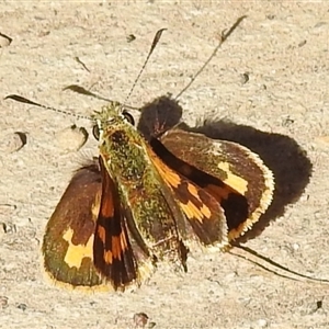 Ocybadistes walkeri by HelenCross