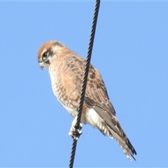 Falco berigora (Brown Falcon) at Kambah, ACT - 4 May 2025 by HelenCross