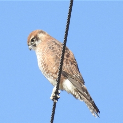 Falco berigora (Brown Falcon) at Kambah, ACT - 4 May 2025 by HelenCross