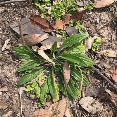 Unverified Plant by JenniferS