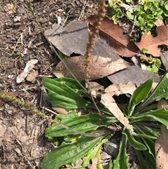 Plantago debilis at Mount George, NSW - suppressed