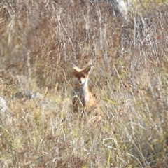 Vulpes vulpes (Red Fox) at Kambah, ACT - 4 May 2025 by HelenCross