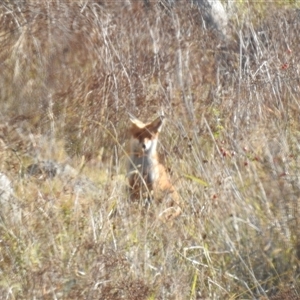Vulpes vulpes (Red Fox) at Kambah, ACT - Today by HelenCross