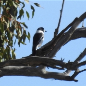 Cracticus nigrogularis at Kambah, ACT - Today by HelenCross