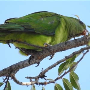 Polytelis swainsonii at Kambah, ACT - Today by HelenCross