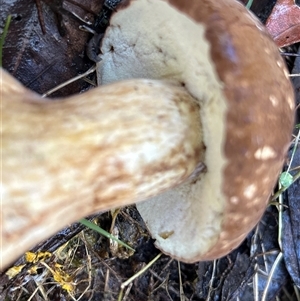 Unverified Fungus by LisaH