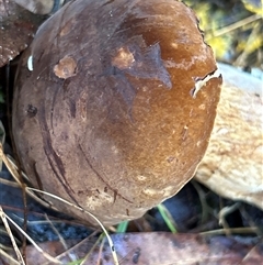 Bolete sp. at Moruya, NSW - suppressed