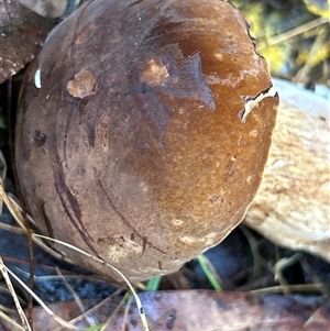 Bolete sp. at Moruya, NSW - suppressed