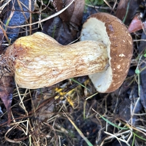 Bolete sp. at Moruya, NSW - suppressed