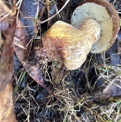 Bolete sp. at Moruya, NSW - suppressed