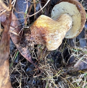 Bolete sp. at Moruya, NSW - suppressed