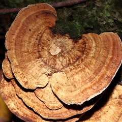Trametes sp. at Paddys River, ACT - 1 May 2025 by TimL