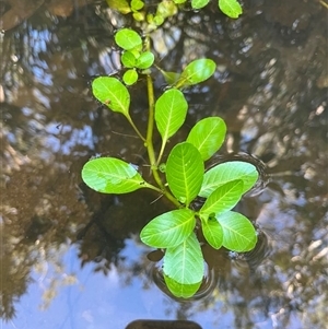 Unverified Plant by JenniferS