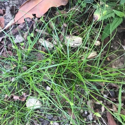 Cyperus mirus by JenniferS