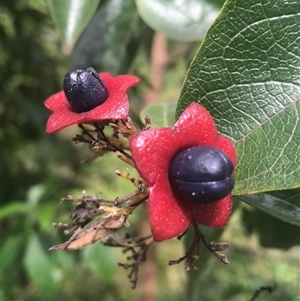 Clerodendrum tomentosum at suppressed - suppressed