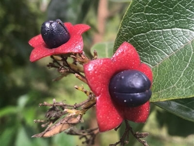 Clerodendrum tomentosum (Hairy Clerodendrum) by JenniferS