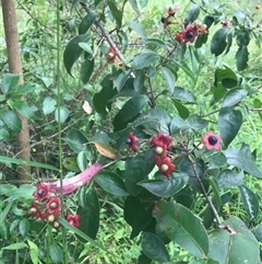 Clerodendrum tomentosum at suppressed - suppressed