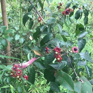Clerodendrum tomentosum at suppressed - suppressed