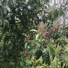 Clerodendrum tomentosum at suppressed - suppressed