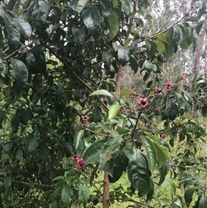 Clerodendrum tomentosum at suppressed - suppressed