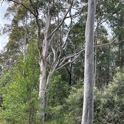 Corymbia sp. at Mount George, NSW - 27 Apr 2025 by JenniferS