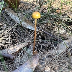 Protostropharia semiglobata (Dung Roundhead) at Moruya, NSW - 4 May 2025 by LisaH