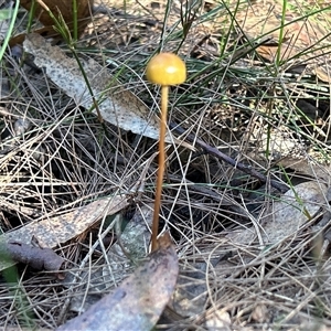 Unverified Fungus by LisaH