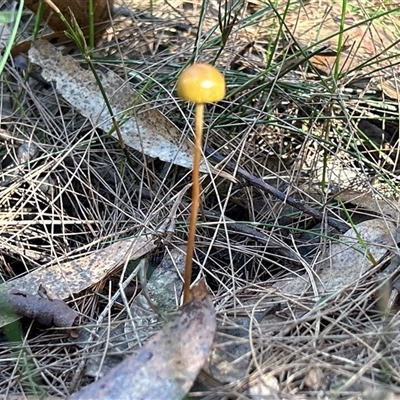 Protostropharia semiglobata (Dung Roundhead) at Moruya, NSW - 4 May 2025 by LisaH